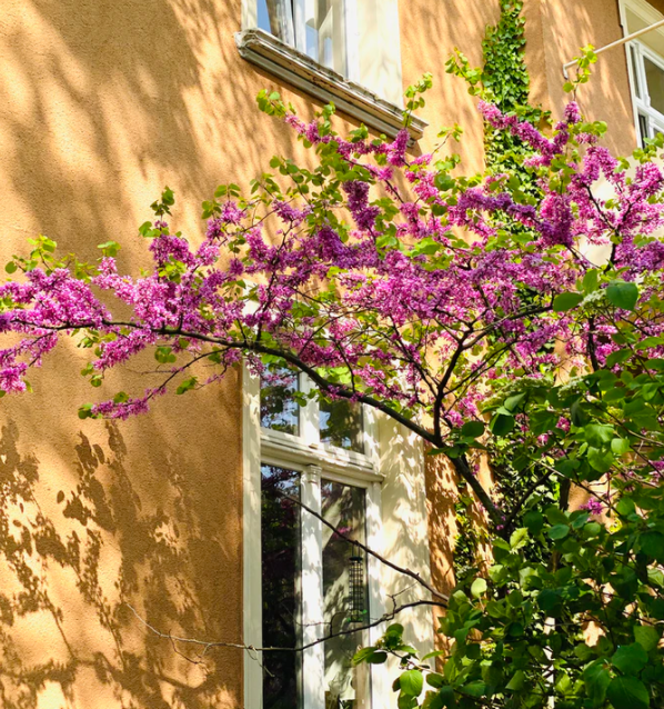 Screen-Shot-2021-01-07-at-3.00.51-pm